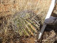 Ferocactus wislizeni image