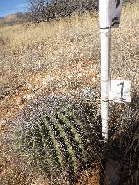 Ferocactus wislizeni image