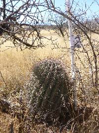 Ferocactus wislizeni image