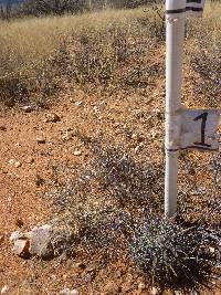 Ferocactus wislizeni image