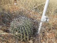 Ferocactus wislizeni image