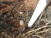 Echinocereus rigidissimus image