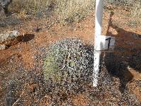 Ferocactus wislizeni image