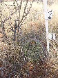 Ferocactus wislizeni image