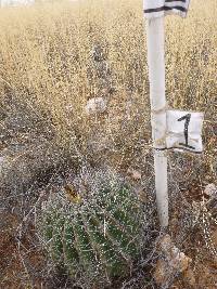 Ferocactus wislizeni image