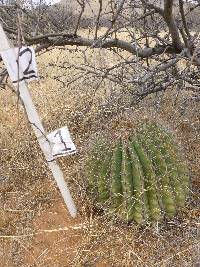 Ferocactus wislizeni image