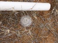 Mammillaria grahamii image