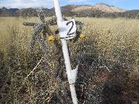 Cylindropuntia spinosior image