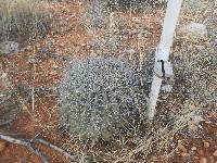 Ferocactus wislizeni image