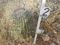 Ferocactus wislizeni image