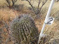 Ferocactus wislizeni image