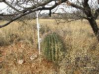 Ferocactus wislizeni image