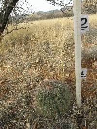 Ferocactus wislizeni image