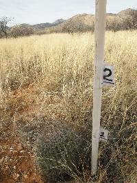 Ferocactus wislizeni image