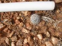 Mammillaria grahamii image