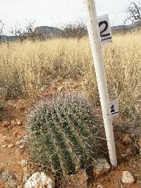 Ferocactus wislizeni image