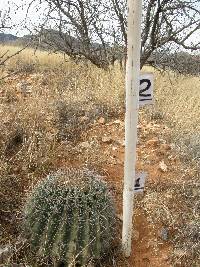 Ferocactus wislizeni image