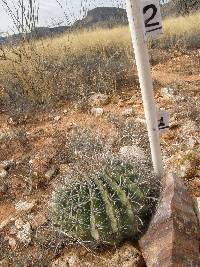 Ferocactus wislizeni image