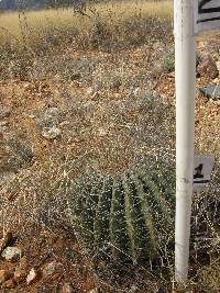 Ferocactus wislizeni image