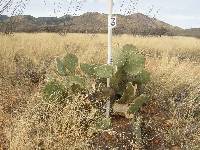 Opuntia engelmannii image