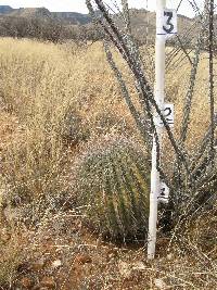 Ferocactus wislizeni image