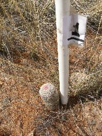 Echinocereus rigidissimus image