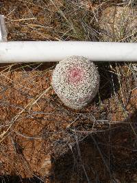 Echinocereus rigidissimus image