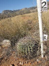 Ferocactus wislizeni image