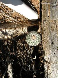 Echinocereus rigidissimus image