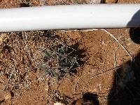 Ferocactus wislizeni image