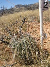 Ferocactus wislizeni image