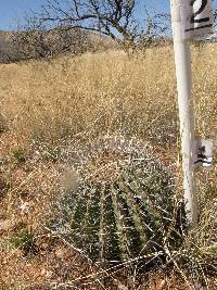 Ferocactus wislizeni image