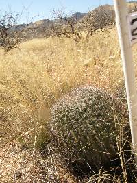 Ferocactus wislizeni image