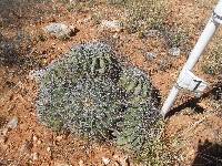 Ferocactus wislizeni image