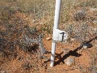 Cylindropuntia spinosior image