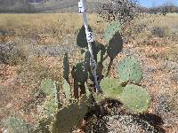 Opuntia engelmannii image