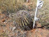 Ferocactus wislizeni image