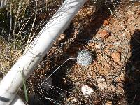 Mammillaria grahamii image