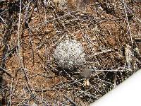 Mammillaria grahamii image