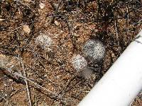 Mammillaria grahamii image