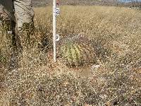 Ferocactus wislizeni image