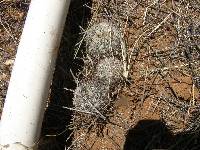 Mammillaria grahamii image