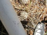 Mammillaria grahamii image