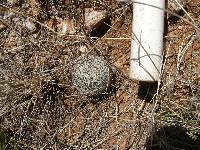 Mammillaria grahamii image