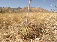 Ferocactus wislizeni image