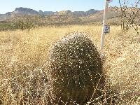 Ferocactus wislizeni image