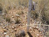 Ferocactus wislizeni image