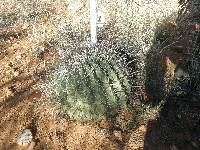 Ferocactus wislizeni image