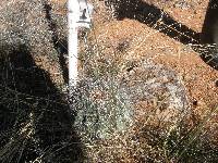 Ferocactus wislizeni image