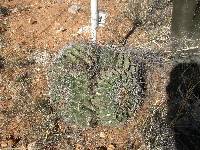 Ferocactus wislizeni image